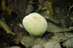DSC08681.jpg