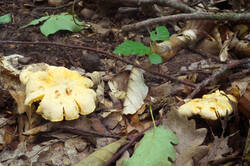 DSC08685.jpg