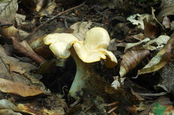 DSC08688.jpg