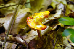 DSC08705.jpg