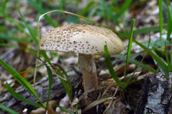 DSC08710.jpg
