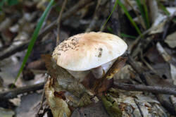 DSC08712.jpg