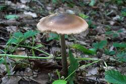 DSC08716.jpg