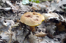 DSC08717.jpg