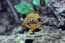 DSC08724.jpg
