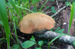 DSC08725.jpg