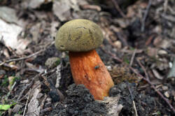 DSC08727.jpg