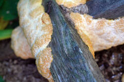 DSC08748.jpg