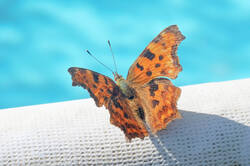 DSC08757.jpg