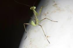 DSC08774.jpg