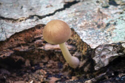 DSC08794.jpg