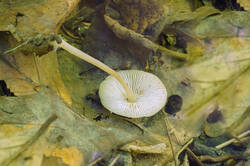 DSC08797.jpg