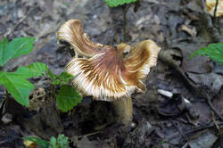 DSC08800.jpg