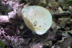 DSC08804.jpg