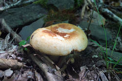 DSC08805.jpg