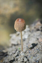 DSC08811.jpg
