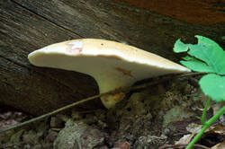 DSC08812.jpg