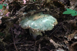 DSC08814.jpg