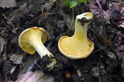 DSC08827.jpg