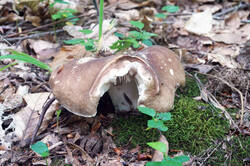 DSC08831.jpg