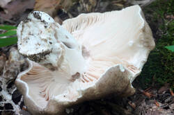 DSC08832.jpg
