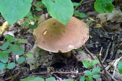 DSC08833.jpg