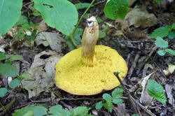 DSC08834.jpg
