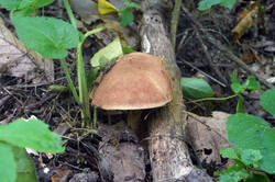 DSC08835.jpg