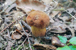DSC08837.jpg