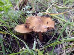 DSCF3062.thumb.JPG.6c16c5c3907d52bf0b03cf155a3b1c8f.JPG
