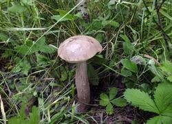 DSCF3081.thumb.JPG.6f2e2b2f39d9c2b093cd76ce6eadf0db.JPG