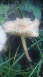 DSC_1466.JPG