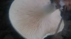 DSC_1477.JPG