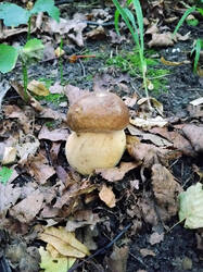Edulis.thumb.jpg.b2a0f38df77ae74775fbf0e99b522026.jpg