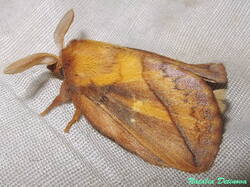 Euthrix_potatoria_NND_20230707-3.thumb.JPG.f217a0d9b9fdbf535b061f3dfea962ea.JPG