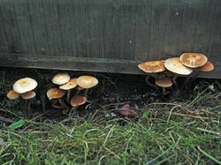 Fungus_sp_1_SAE_20250906.thumb.jpg.ea9078e67c96f29129c84b64041ba49f.jpg