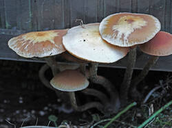 Fungus_sp_2_SAE_20250906.thumb.jpg.beb69e0fd15cb7e23c5ac9edea9ed4bf.jpg