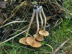 Fungus_sp_3_SAE_20250906.thumb.jpg.e5a8c7c3928fcc4c2d0880c5f797586f.jpg