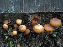 Fungus_sp_4_SAE_20250929.thumb.jpg.9979791deb575116d1a6bb6ef20de3bc.jpg