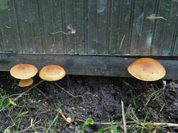 Fungus_sp_5_SAE_20250929.thumb.jpg.336b6f5cfb240e34890901c51087f3c8.jpg