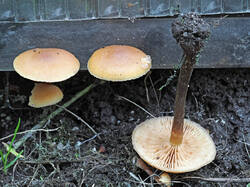 Fungus_sp_6_SAE_20250929.thumb.jpg.03ac86fc4045880c92809a8787ae5e00.jpg