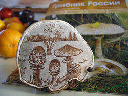 Ganoderma_applanatum_AWP_20131123.thumb.JPG.5cd6c7b14c21b5f06bd5bb7b869dce4c.JPG