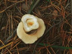 Gyroporus_castaneus_OK_20161009-2.thumb.JPG.5f0b52e8d7ad45e5bd9875c1c4eb04b2.JPG