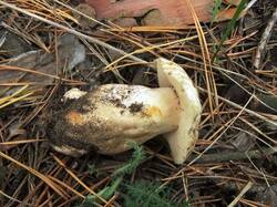 Gyroporus_castaneus_OK_20161009.thumb.JPG.f5a04b42009c582a5558e2100004dbc9.JPG