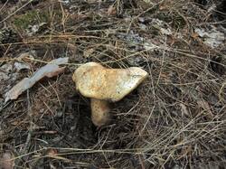 Gyroporus_castaneus_OK_20170721-2.thumb.JPG.46f3de80b511d0bc2e12648b6f0f3a7f.JPG