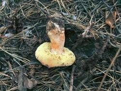 Gyroporus_castaneus_OK_20170721-3.thumb.JPG.f638b4ab77d73452b4061a816438c8a5.JPG