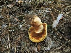 Gyroporus_castaneus_OK_20170721.thumb.JPG.0c89827f16c2a10370b1358953cbabe1.JPG