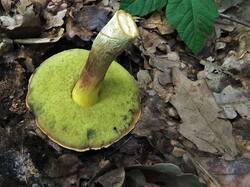 Hemileccinum_impolitus_OK_20110702-2.thumb.jpg.98df1b56a763e6009e0f49e1830764ad.jpg