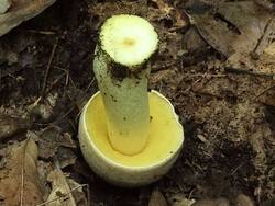 Hemileccinum_impolitus_OK_20110702-3.thumb.jpg.13d255eb1114c38b281a552dd4277259.jpg