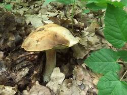 Hemileccinum_impolitus_OK_20110702.thumb.jpg.9a2e56b9e6ffde8eb7ad51e10ee28545.jpg